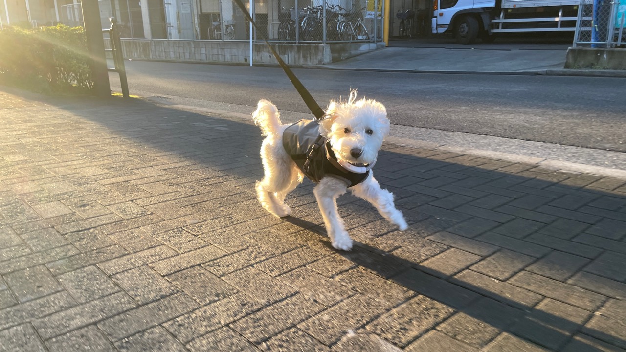 夕日の中を楽しそうに散歩する白い犬